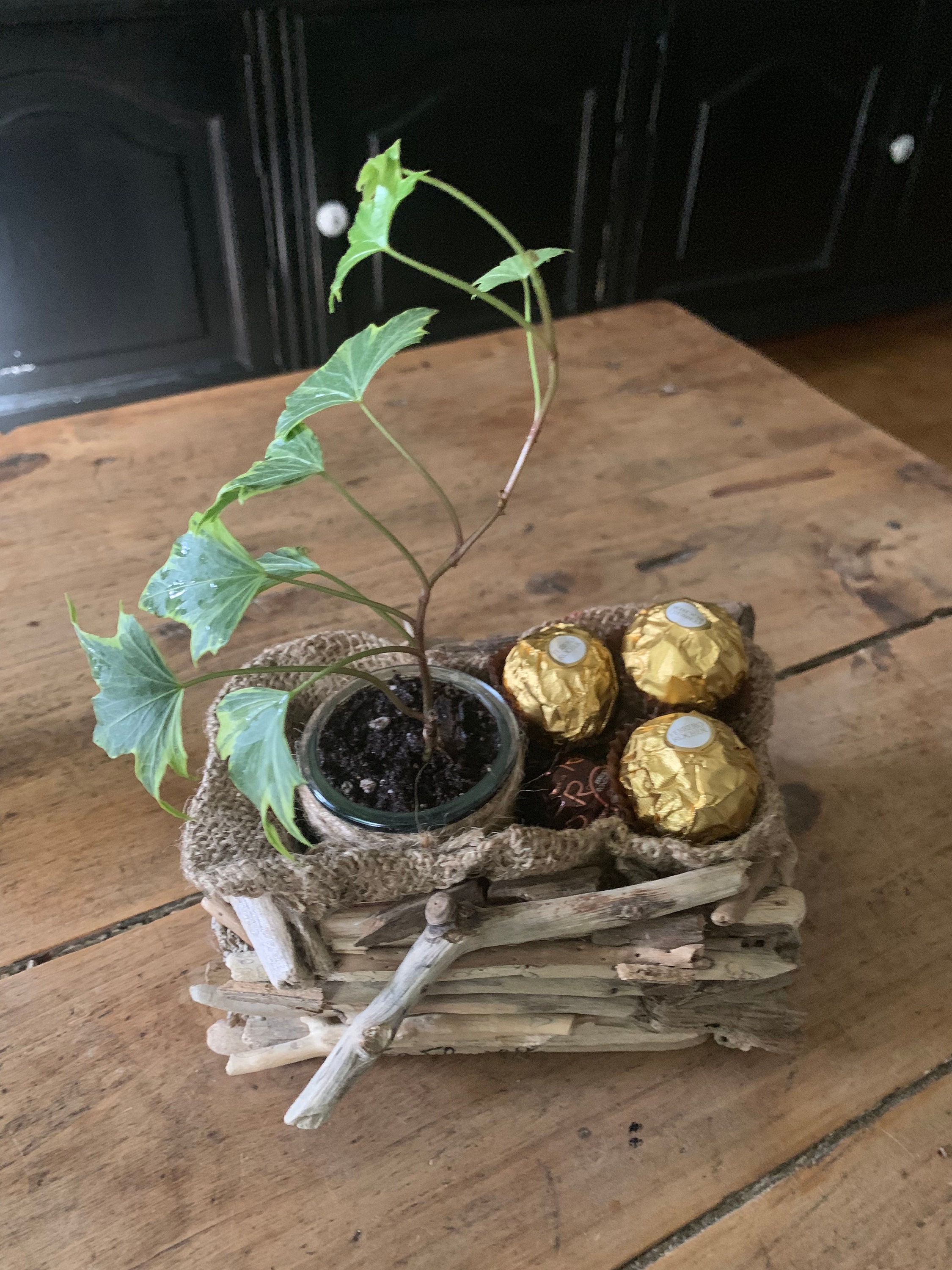 Corbeille en Bois Flotté et Plante Verte