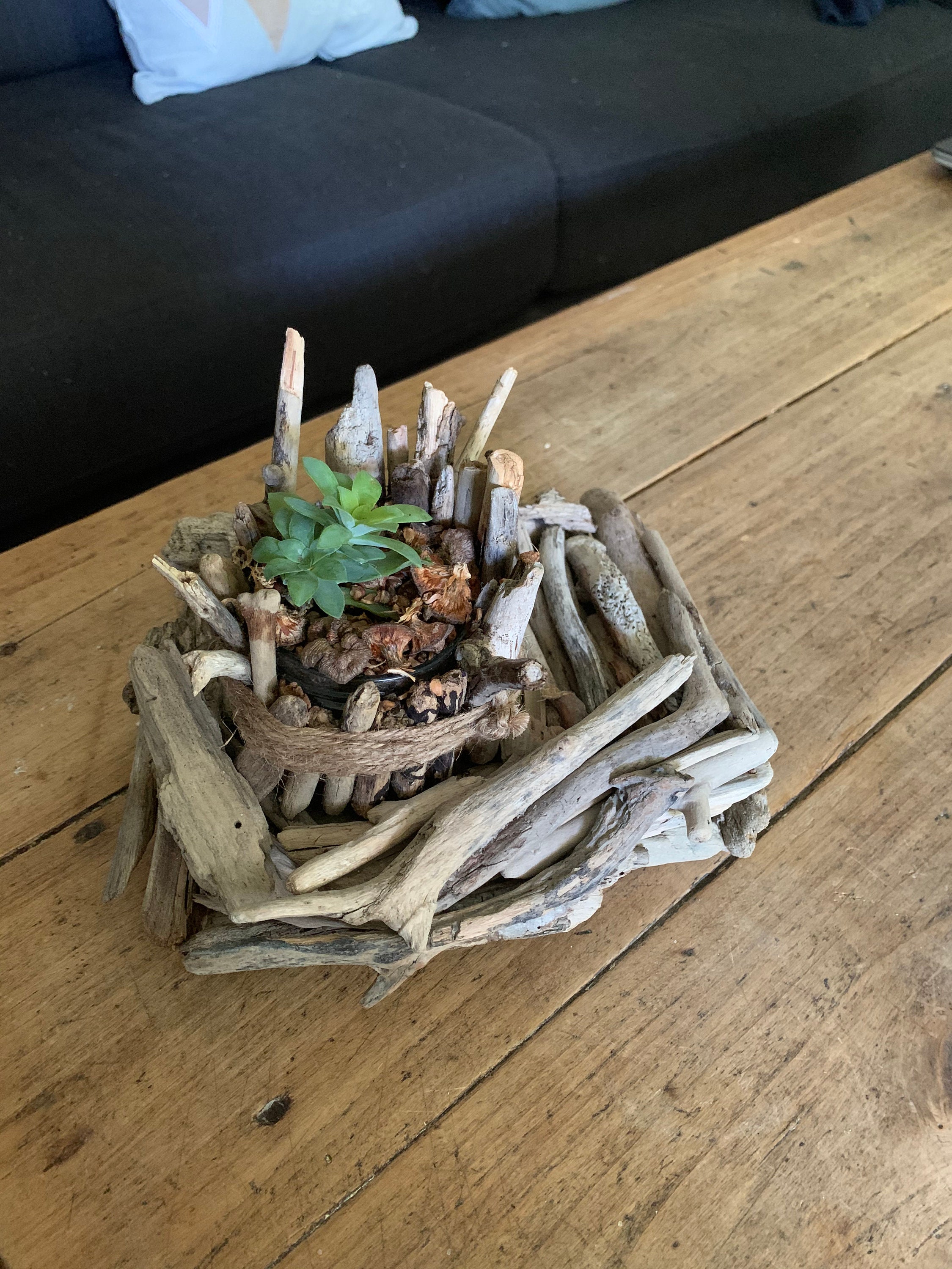 Plante Verte Dans Bois Flotté Pour La Fête Des Mères