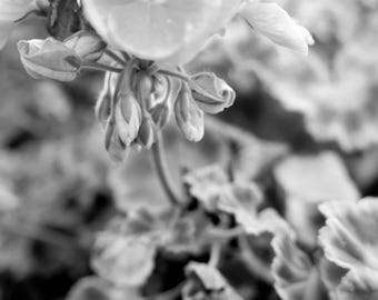 8x10 Geranium in Bloom (SKU#1375)