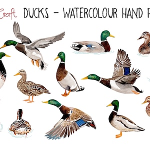 Ducks clipart hand painted in watercolor by myself. 13 quality PNG files