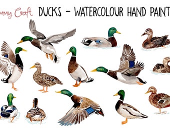 Ducks clipart hand painted in watercolor by myself. 13 quality PNG files