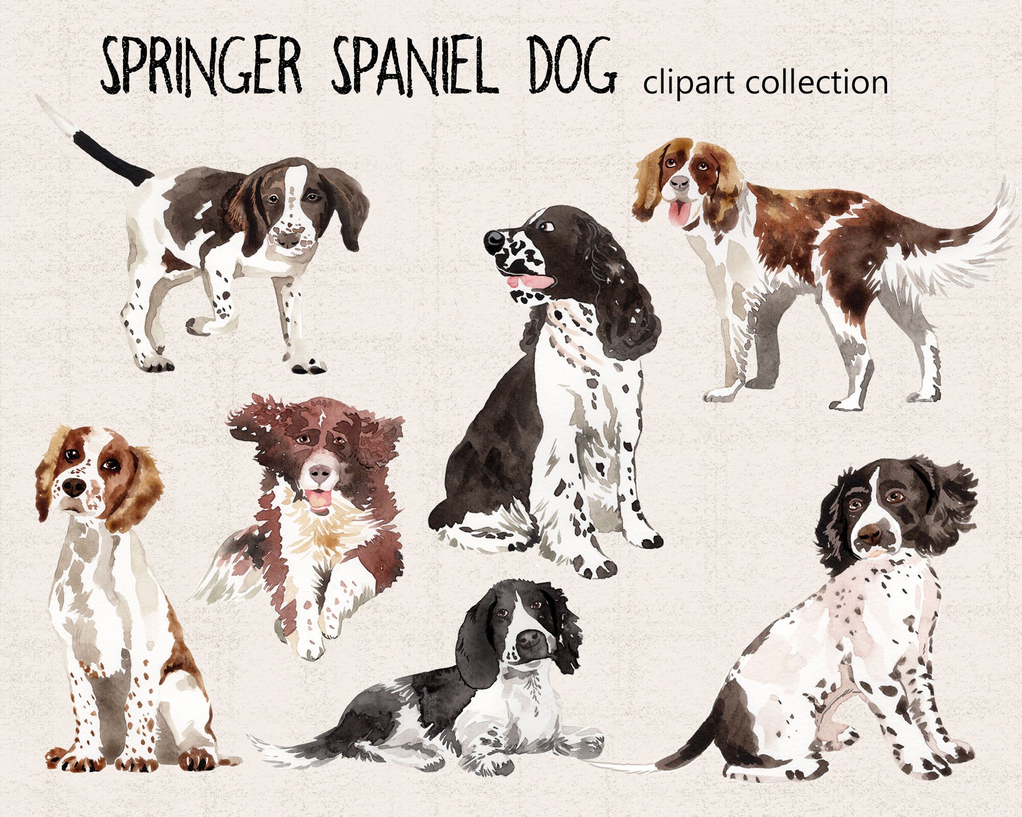 Dogs Springer Spaniel Dog Clip Art 7 Png Files Watercolor Etsy Dogs Springer Spaniel Dog Clip Art 7 Png Files Watercolor Etsy