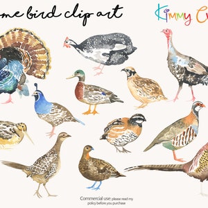 12 types of Game Bird clipart collection hand painted in watercolor by myself. 12 quality PNG files