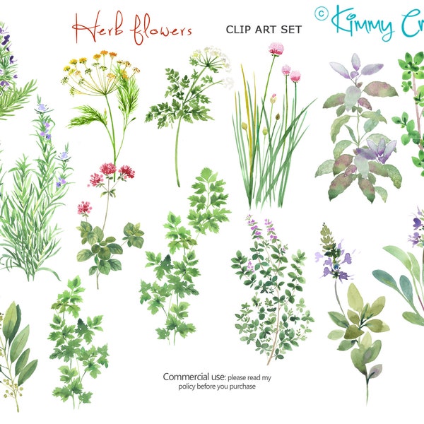 Herbal Plants - Watercolor hand painted clip art of 14 garden herb plants
