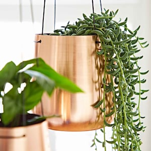 May include: Two hanging copper planters with green plants. The top planter has a trailing plant with long, thin leaves. The bottom planter has a bushy plant with large, green leaves.
