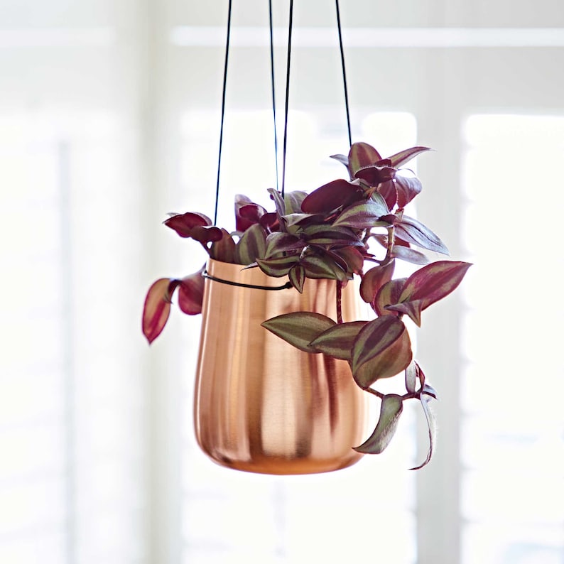 May include: A copper hanging planter with a leafy plant with purple and green leaves. The planter is suspended from a black cord.