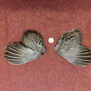 A pair of beautiful dried roughed grouse wings
