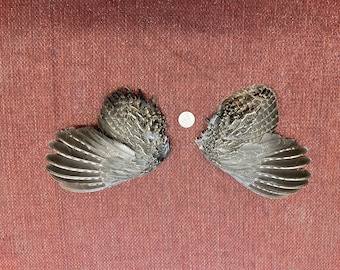 A pair of beautiful dried roughed grouse wings