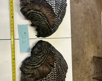 North Idaho mountain wild turkey wings (Set)