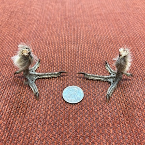 Pair of (fuzzy) dried roughed grouse legs