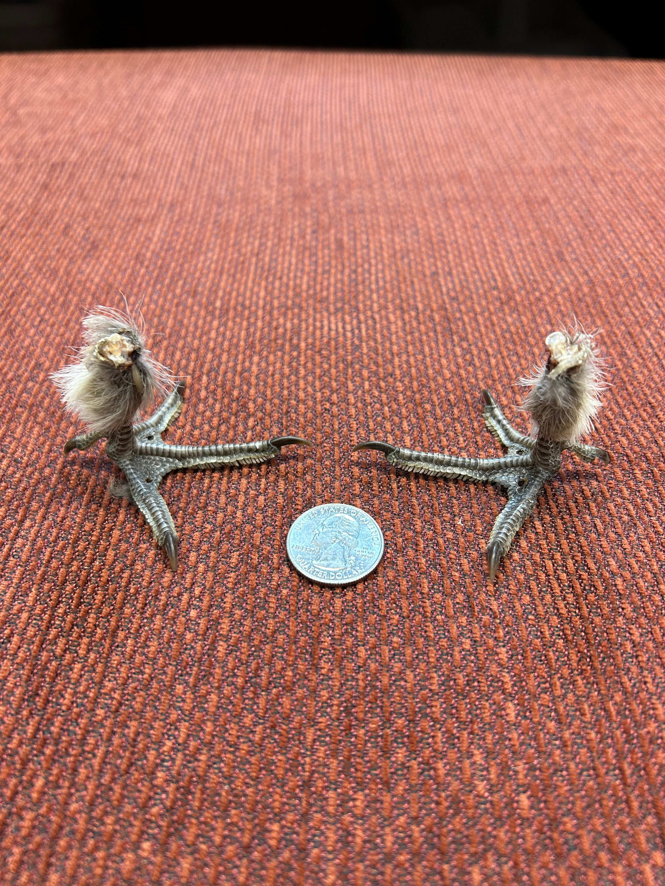 Pair of (fuzzy) dried roughed grouse legs
