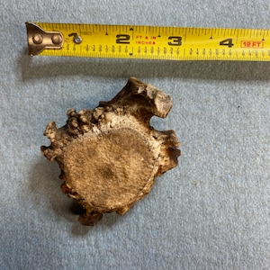 May include: Close-up of a light brown antler with a rough texture. The antler is about 2 inches in diameter and is lying on a light gray surface. A yellow measuring tape is visible in the background.