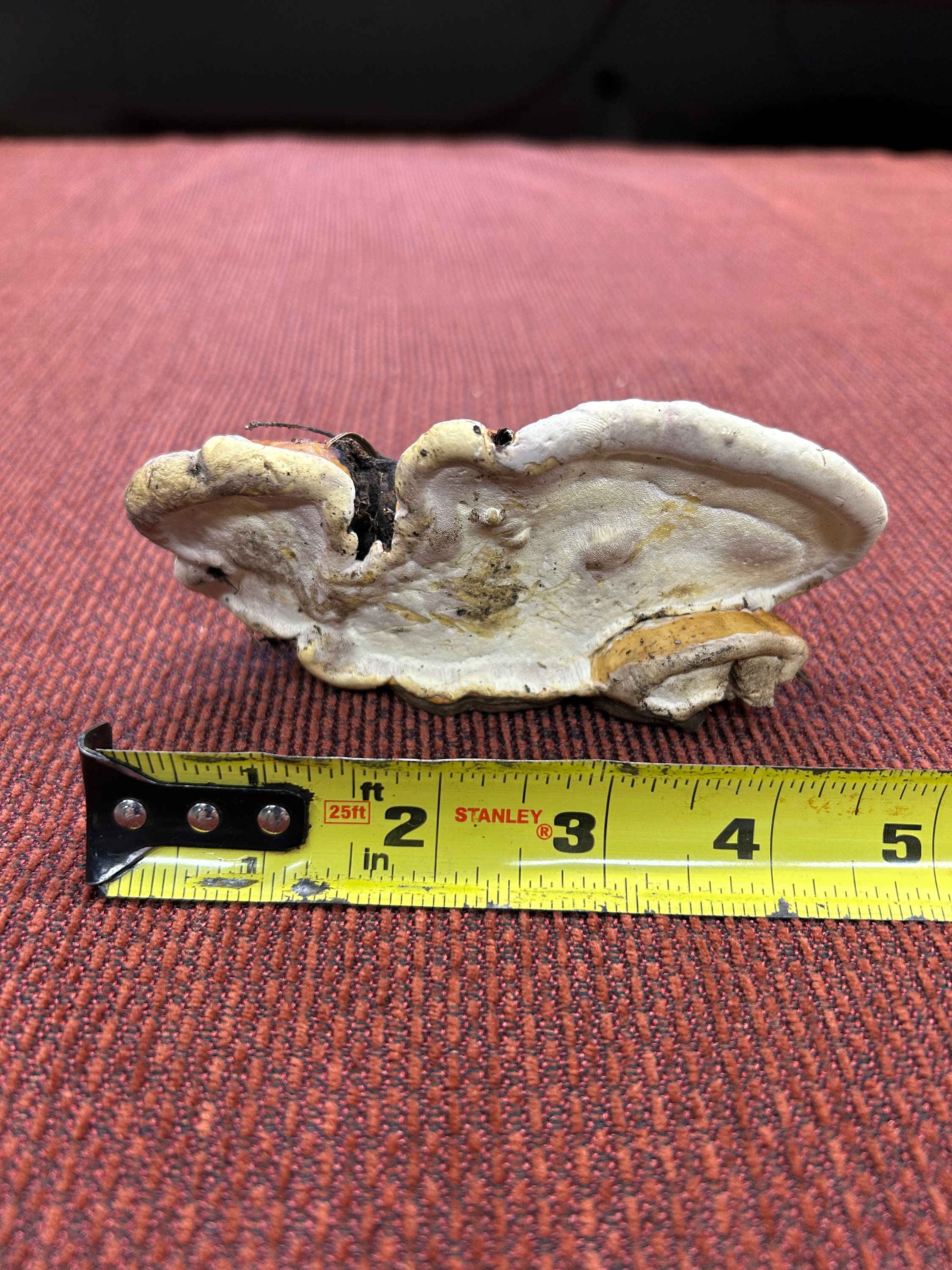 Dried painter's conk (Red Belt conk from Inland Pacific North West)