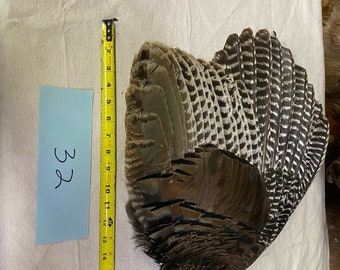North Idaho mountain wild turkey wing