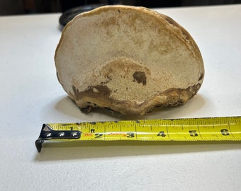 Dried painter&#39;s conk (Red Belt conk from Inland Pacific North West)
