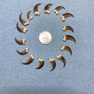 18 coyote claws from same coyote