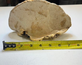 Dried painter&#39;s conk (Red Belt conk from Inland Pacific North West)