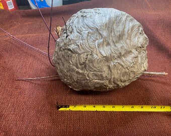 Beautiful paper hornet nest