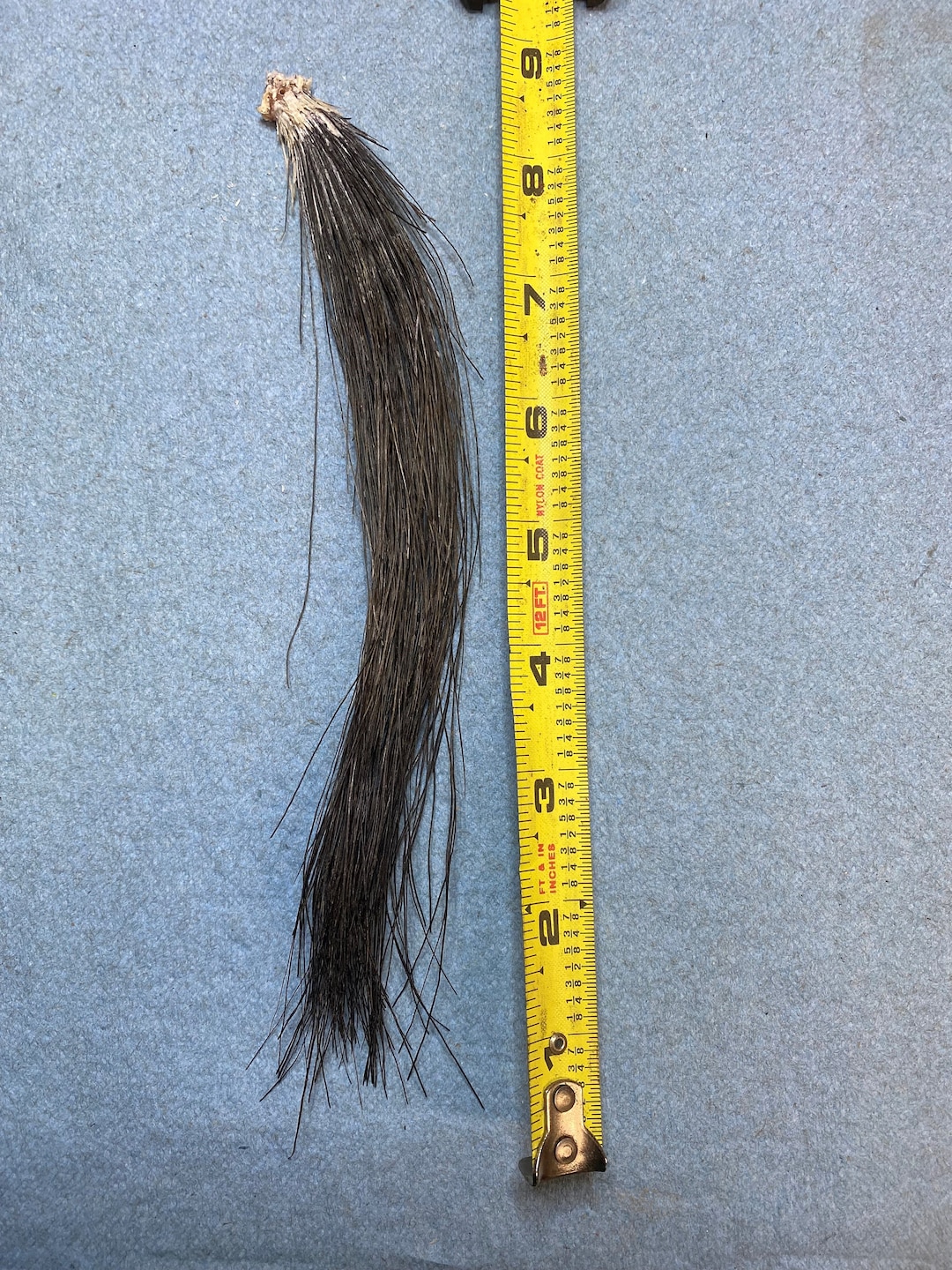 Wild Turkey Beard - Etsy