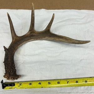 Cute white tailed deer antler shed