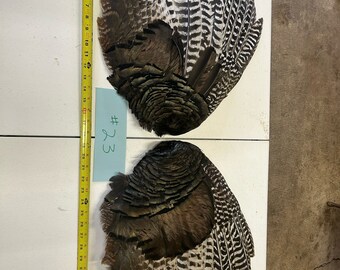North Idaho mountain wild turkey wings (Set)