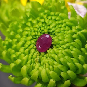 May include: A faceted, oval-shaped ruby gemstone rests on a vibrant green flower. The ruby is a deep, rich red color, and the flower has tightly packed, textured petals. The background is blurred, emphasizing the gemstone and flower.