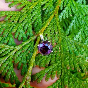 May include: A round, faceted purple gemstone pendant with a silver bail. The pendant is set against a backdrop of vibrant green cedar branches, creating a striking contrast. The gemstone's facets catch the light, showcasing its brilliance.