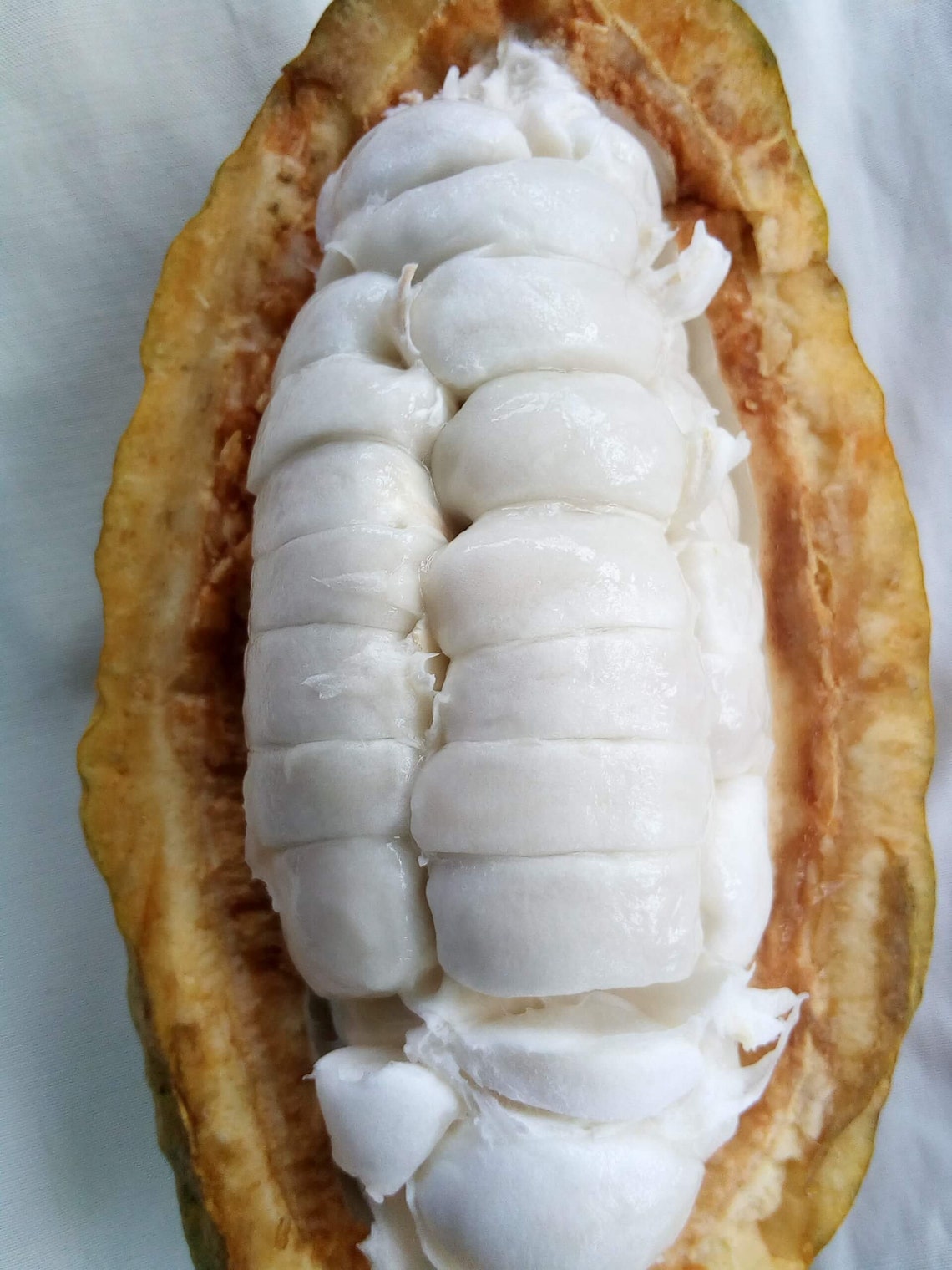 Cocoa Fruit Seeds Or Beans Pod For Planting Grow Your Own Etsy