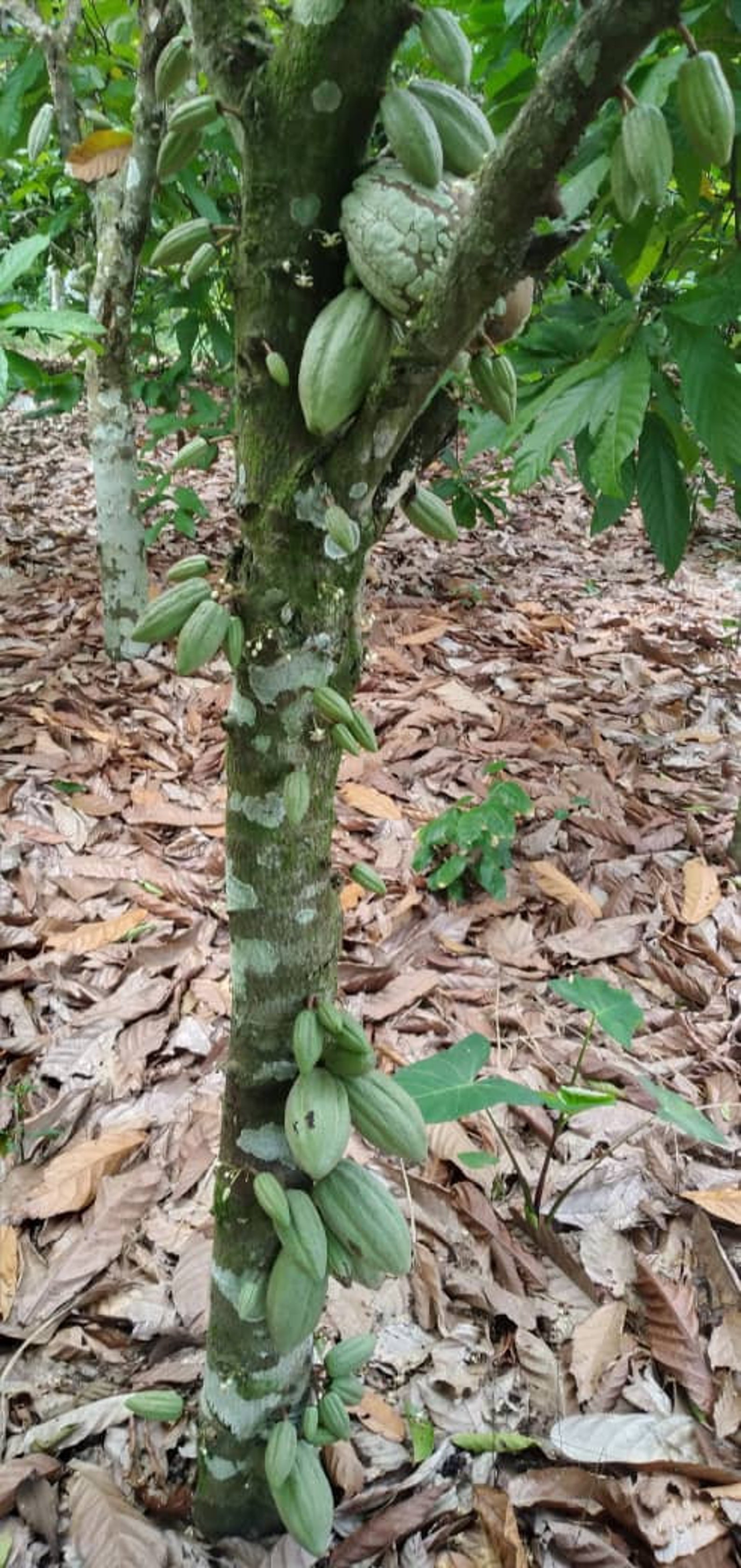 Cocoa Fruit Seeds Or Beans Pod For Planting Grow Your Own Etsy