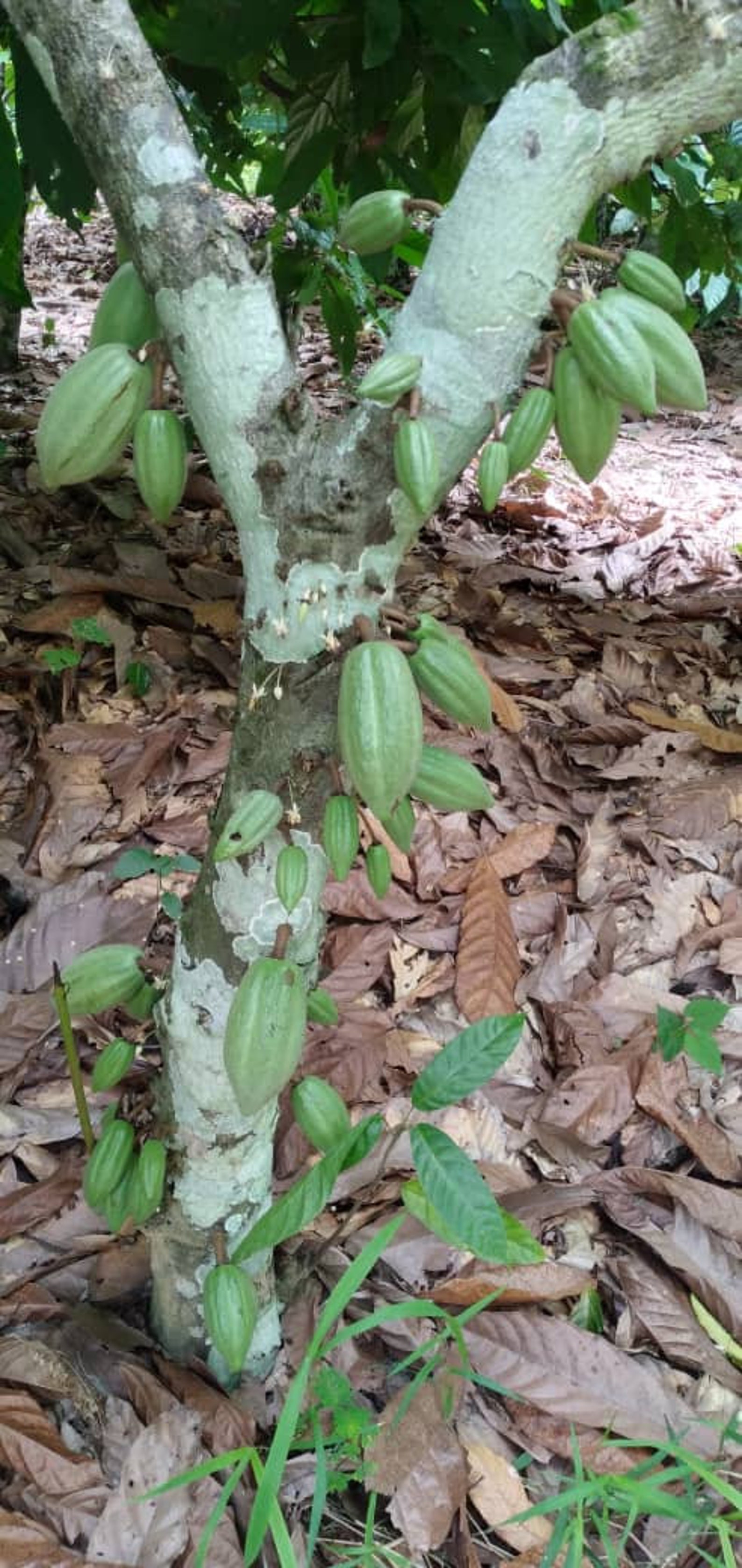 Cocoa Fruit Seeds Or Beans Pod For Planting Grow Your Own Etsy