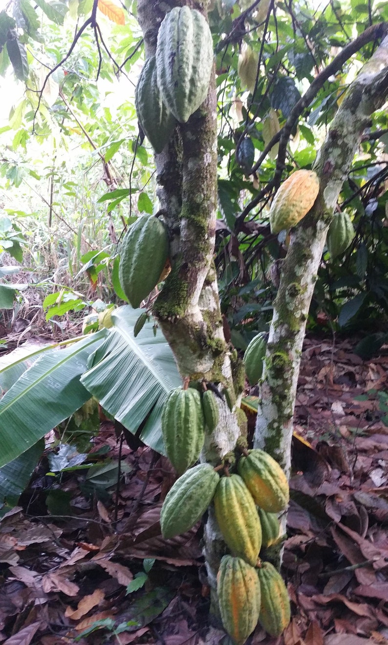 Cocoa Fruit Seeds Or Beans Pod For Planting Grow Your Own