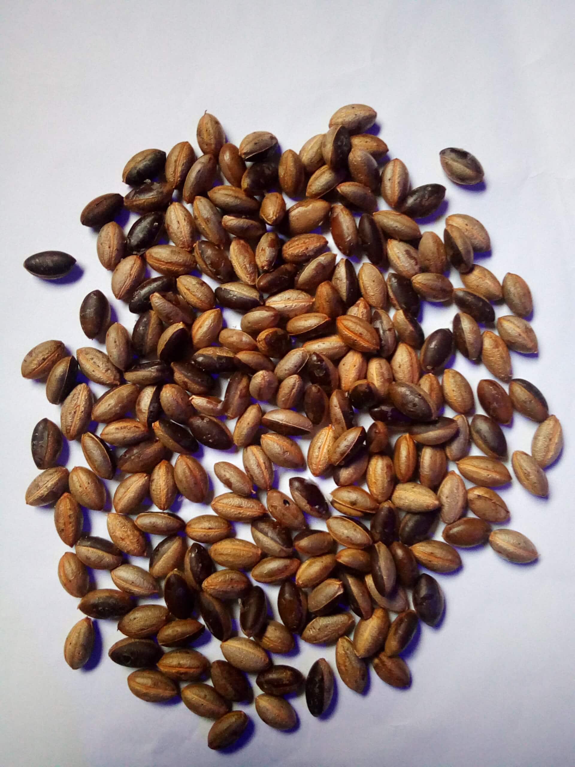 Miracle Fruit Seeds for Planting Synsepalum Dulcificum Etsy