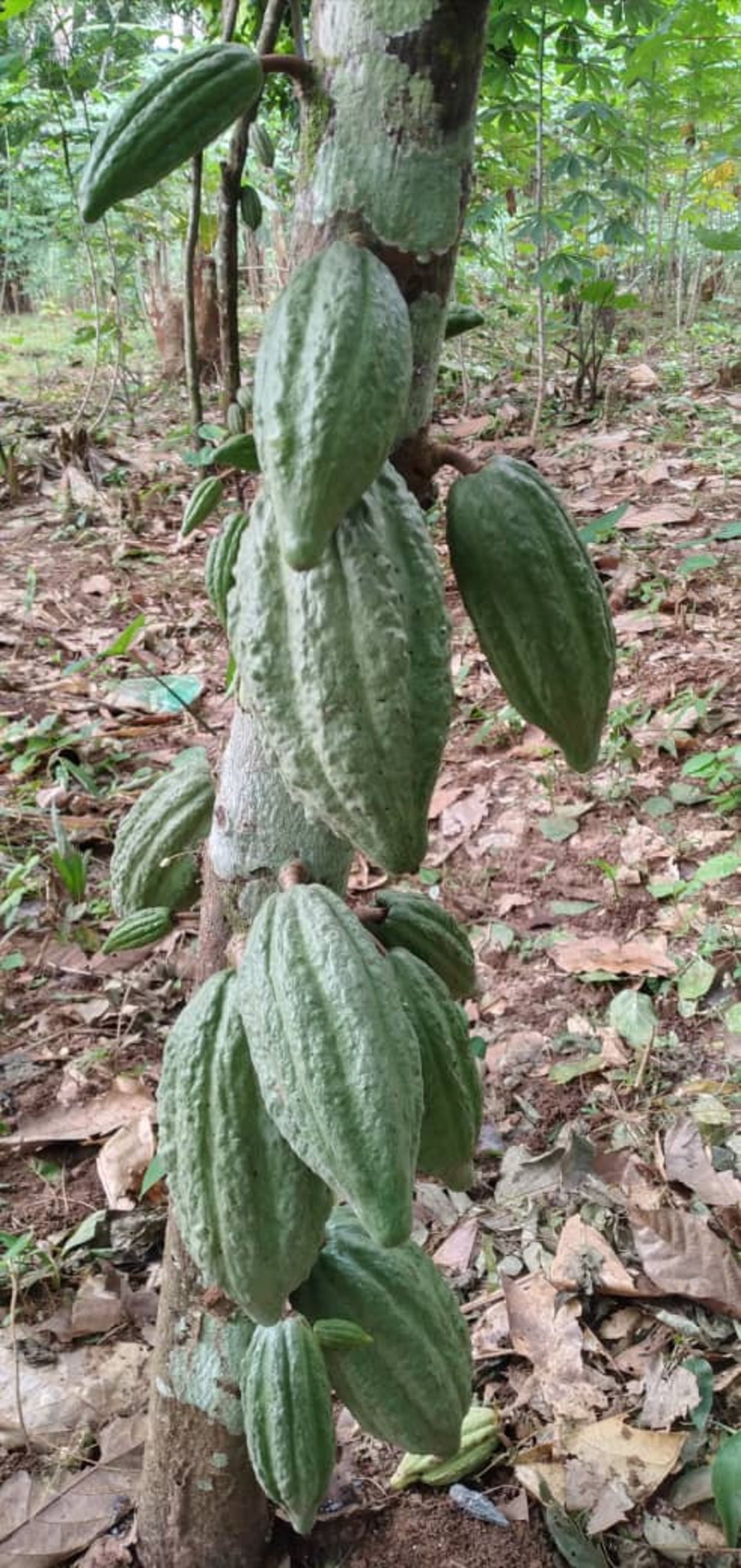 Cocoa Fruit Seeds Or Beans Pod For Planting Grow Your Own Etsy