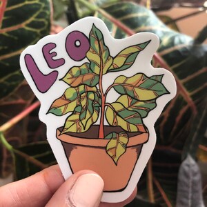 Plantas del Zodíaco - Leo