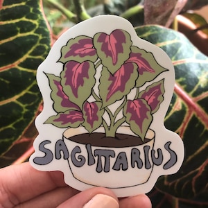 Plantas del zodiaco - Sagitario