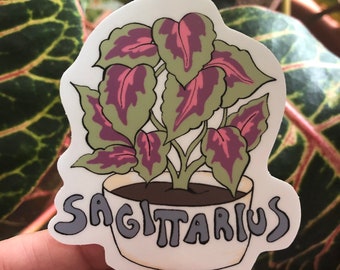 Zodiac Plants- Sagittarius