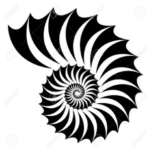 Peut inclure: Illustration en noir et blanc d'une coquille de nautile avec un motif en spirale.