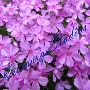 May include: A close-up image of a bed of pink flowers. The flowers are in full bloom and have a delicate, soft appearance. The image is titled "Kearsarge Studios".
