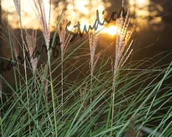 Tall Grass Sunset Photo, Printable Fall Landscape (Digital Download)