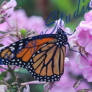 Monarch Butterfly on Pink Flowers, Digital Photograph, Downloadable, Wall Art, Wallpaper, Orange wings, Printable, Mother&#39;s Day, Nature