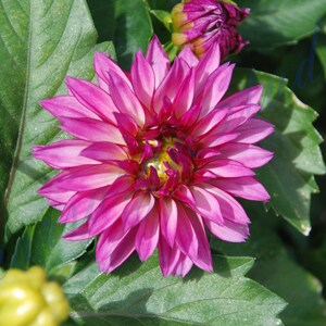 Pink Flower Blooming, 300dpi Digital Photo, Download, Wallpaper, Wall Art, Printable, Nature, Purple, Dahlia, Beautiful, Mother's Day