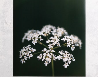 B-stock Photography White umbel, 30 x 40 cm