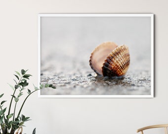 Large photo poster maritime cockle, North Sea, 50 x 75 cm, 60 x 90 cm, 70 x 105 cm