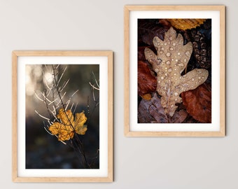 2er Set Herbst Fotografien, 50x75 cm, 60x90 cm, 70x105 cm, große Drucke