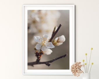 Photography Wild fruit blossom II, 13 x 18 cm, 21 x 30 cm (A4), 30 x 40 cm, poster