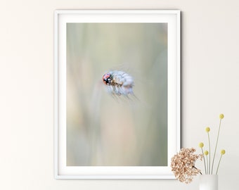 Photograph Ladybugs in the cornfield, 13 x 18 cm, 21 x 30 cm (A4), 30 x 40 cm, print, poster