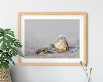 Photograph of a shell in the Wadden Sea, 13 x 18 cm, 21 x 30 cm, 30 x 40 cm, print, maritime poster