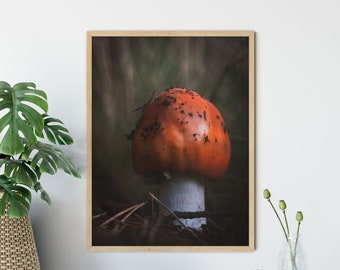 Photography toadstool forest, 13 x 18 cm, 21 x 30 cm, 30 x 40 cm, print, poster