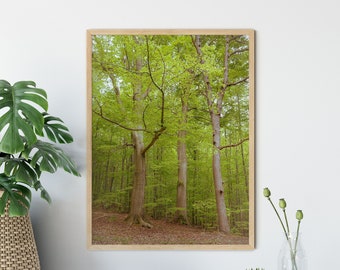 Forest Photography Tree Trio Fairy Tale Forest Poster 13 x 18 cm 21 x 30 cm 30 x 40 cm Print