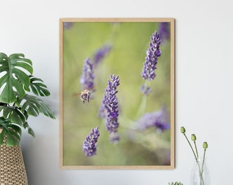 Photography Bumblebee Approaching Lavender 13 x 18 cm 21 x 30 cm (A4) 30 x 40 cm Poster Print